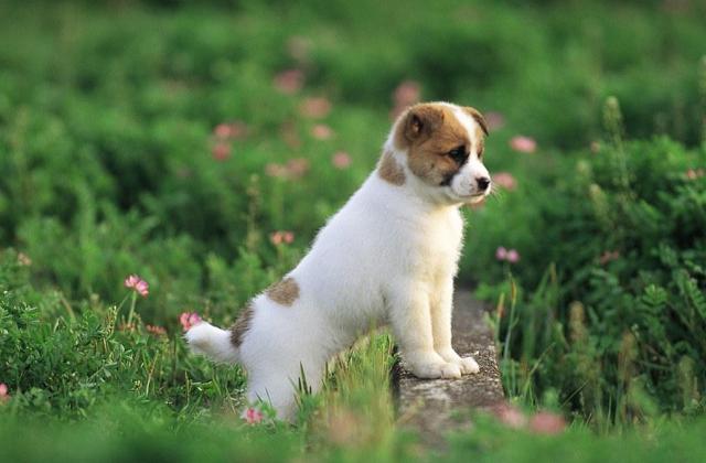 Cani e giardino: aggiungete steccati e barriere