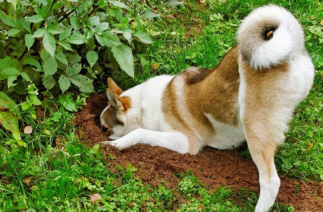 Cani e giardino: non eliminare l'erba e le buche