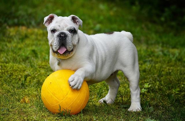 Cani e giardini: creare uno spazio giochi