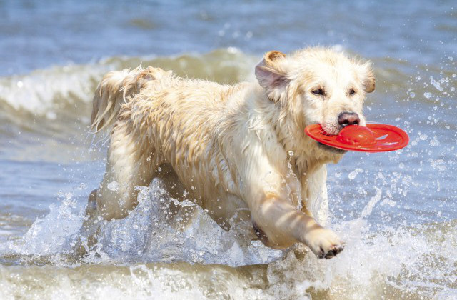 vacanza al mare col cane